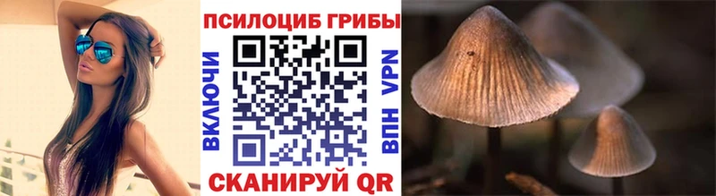 МЕГА как зайти  купить наркотики сайты  Новоаннинский  Галлюциногенные грибы Psilocybine cubensis 